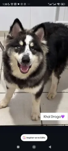 Procuro Fêmea Husky Siberiano