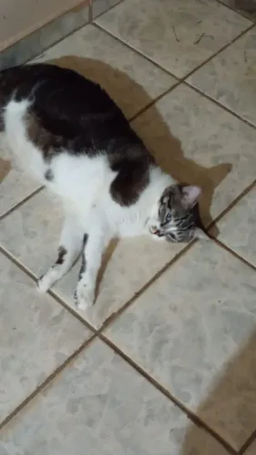 Gato macho castrado