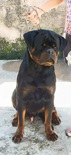 Macho de Rottweiler