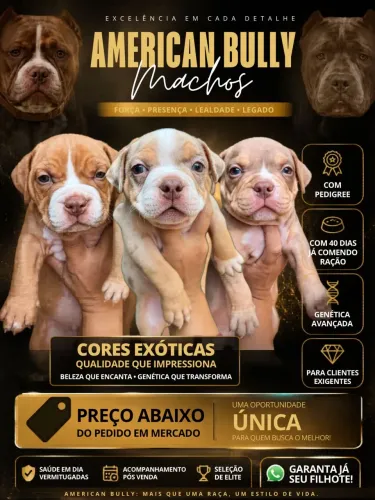 AMERICAN BULLY MERLE/TRICHOCO