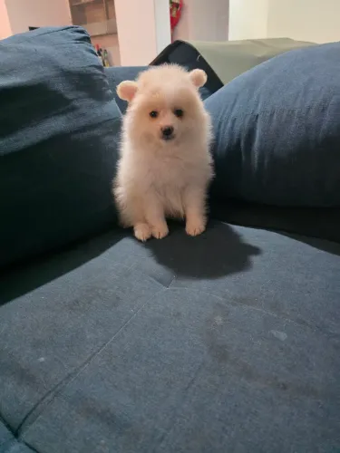 Machinho de spitz alemão 
