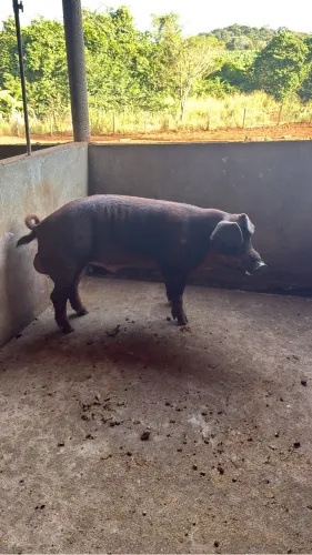 Leitões Duroc filhos de pais registrados 