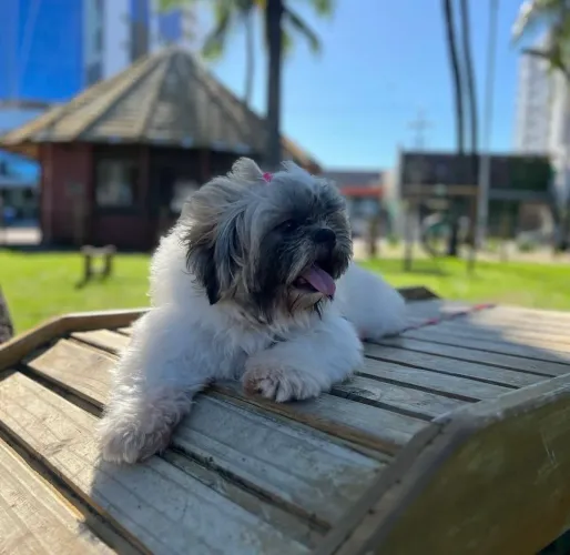 Vendo shih tzu FÊMEA
