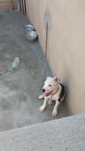 Ainda está disponível para venda filhote de Pit Bull monster com American Bully com apenas