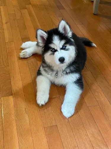 Husky Siberiano - Um Amigo Cheio De Luz