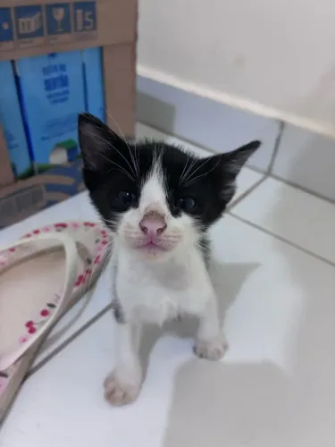 Gatinhos para adoção responsável e segura