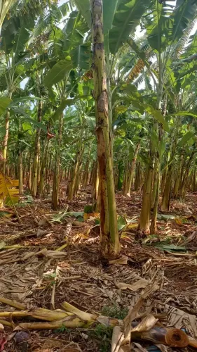 Excelente Fazenda na região de Touros com 60 hectares