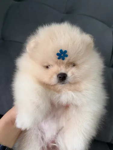 Lindos filhotes de Lulu da pomerania/ Spitz alemão anão