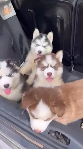 Husky siberiano filhotes 