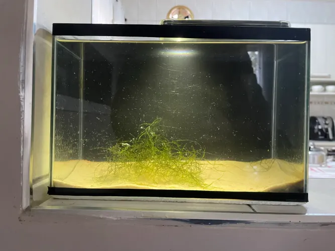 Aquario 8 litros