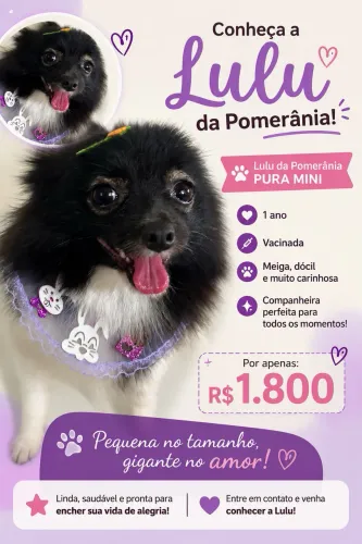 Vendo Lulu da Pomerania