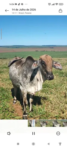Novilhas a venda