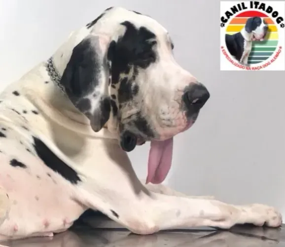 Dogue alemão Fêmea p/ Cruzamento