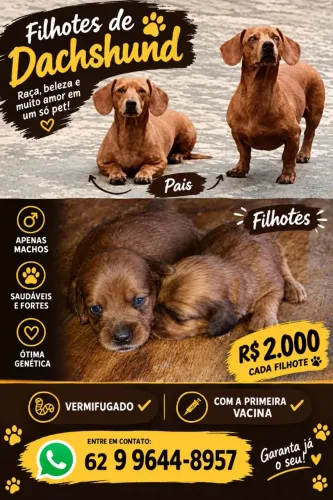 Filhotes fortes e ótima genética