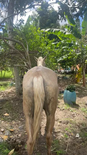 Égua a venda 2000$