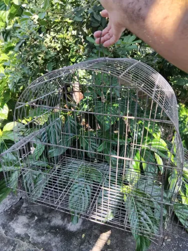 Gaiola grande para papagaio/calopsita - ferro resistente