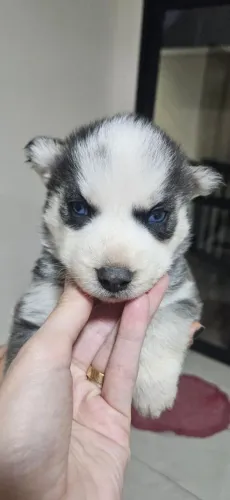 Filhote femea Husky Siberiano