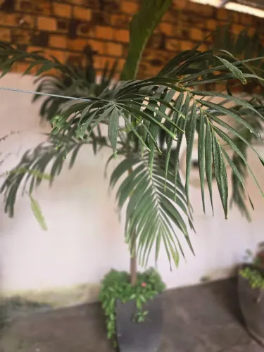 Palmeira