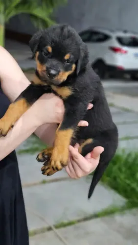 Venda filhotes de rottweiler