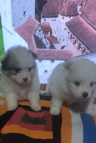 Spitz alemão