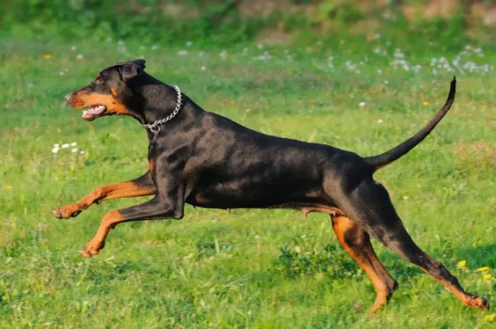 Doberman Fêmea