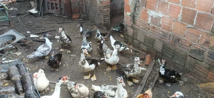 Vende-se patos (macho e fêmea)