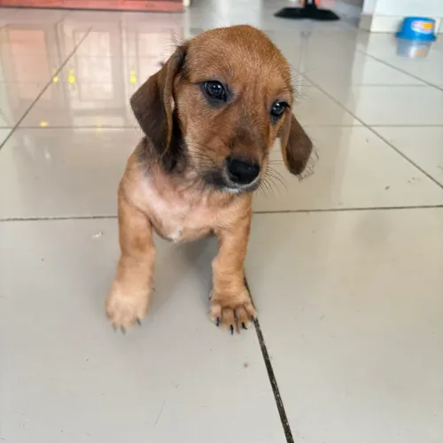 Filhote de Daschund salsicha ( Teckel + Standart)
