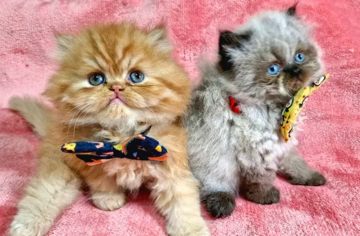 Gato Persa exótico