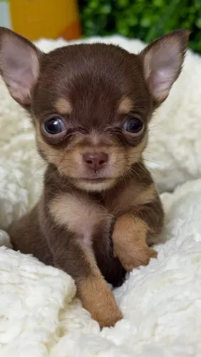 Chihuahua. Filhote super pequeno - Um companheiro para vida toda!