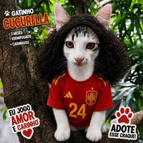 Gatinho Cucurella - 3 meses - Adoção responsável