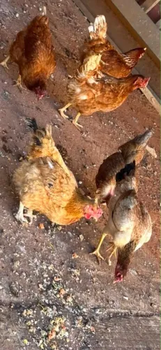 6 galinhas