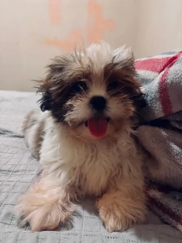 Cachorrinho 