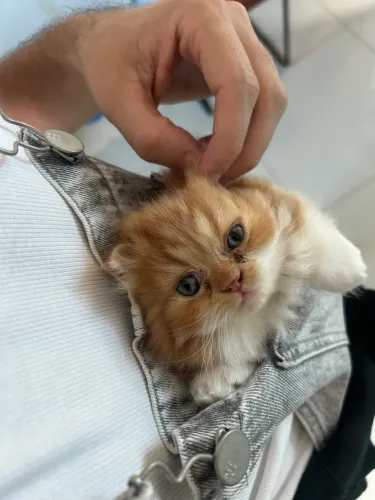 Gato persa
