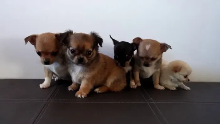 vem que tem pinscher x chihuahua