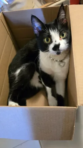 DOAÇÃO - Gata fêmea castrada de 2 anos (negativa para FIV/FELV)