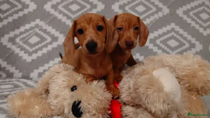 Filhote de cachorro Teckel/Dachshund/Salsicha/Salsichinha/Basset/Cofap ativos e fofos