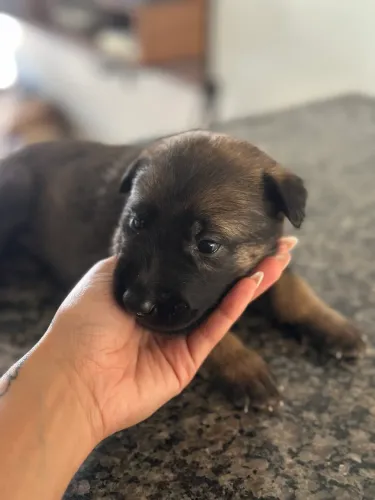 Vendo filhote de pastor belga malinois 