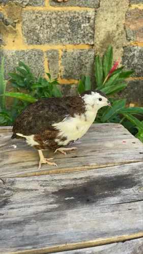 Ovos de codorna gigante mutações variadas