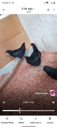 Galinha Gigante Negro de Jersey