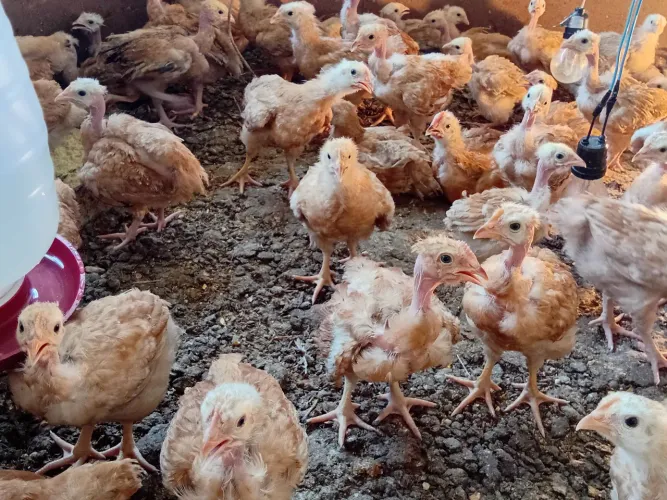 Pintos caipira com 6 semanas