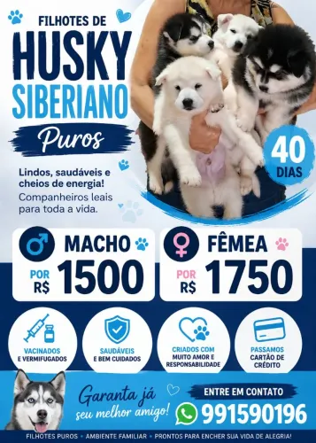 Venda de filhote de husky siberiano puro