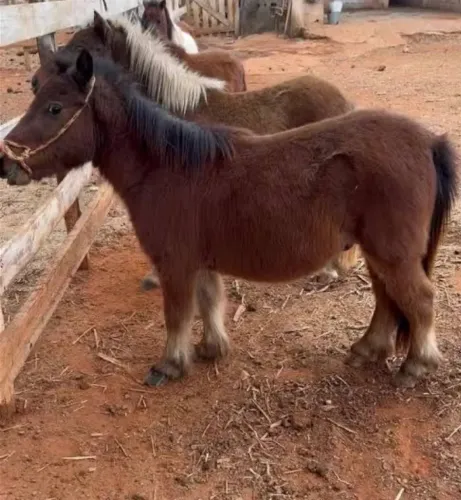 Doação de mini pônei