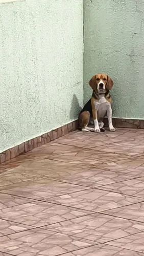 Procuro fêmea de beagle pra cruzar.