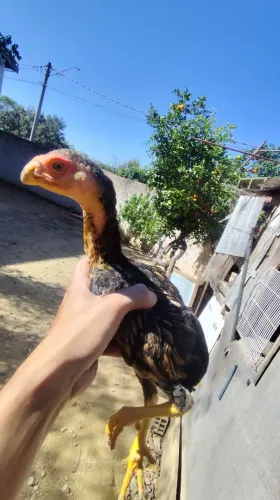 Frangos bico curto