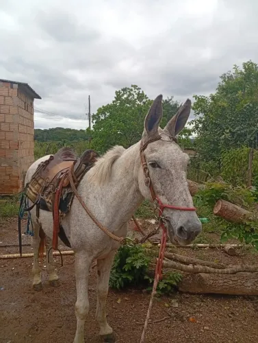 Burro mancio bom de cela