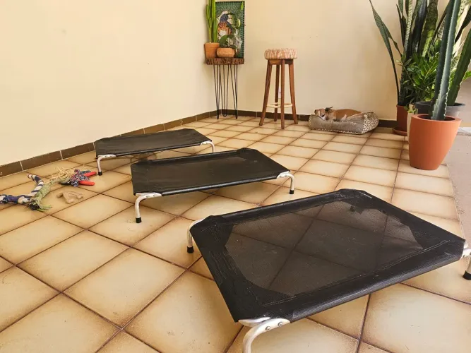 Camas de cachorros 