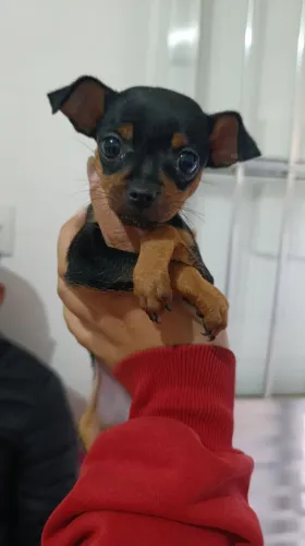 Pinscher