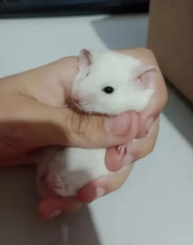 Procuro Hamster Sírio Branco dos olhos pretos!