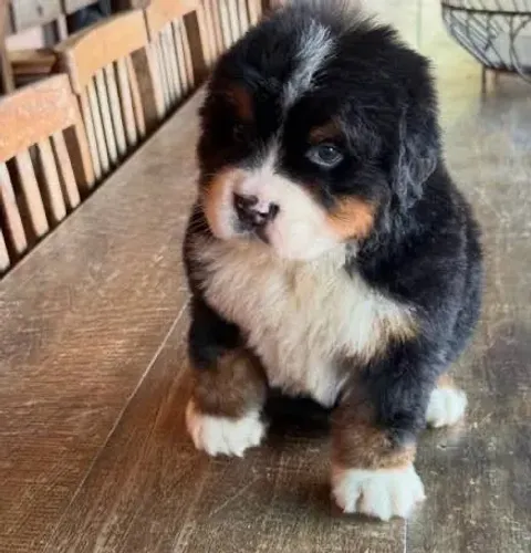 Bernese Bernese a para atendelos