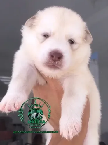 Husky siberiano 